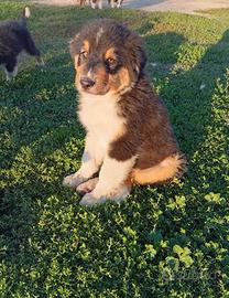 Pastore Australiano cuccioli