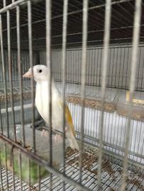 Cardellino