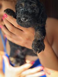 Cucciolo di barboncino nero focato