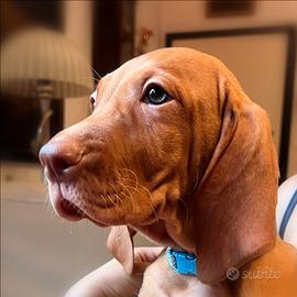 Cuccioli di bracco ungherese a pelo corto
