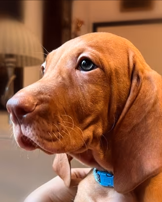 Cuccioli di bracco ungherese a pelo corto