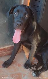 Cucciola cane corso femmina 