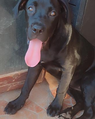 Cucciola cane corso femmina 