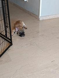 Bulldog francese