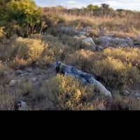 Setter femmina pronto caccia