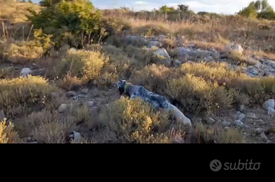 Setter femmina pronto caccia