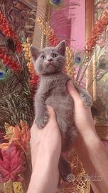 Gattini mix certosino