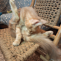 Maine Coon Cream Silver