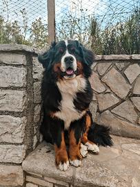 Bovaro del Bernese per Monta campioni in pedigree