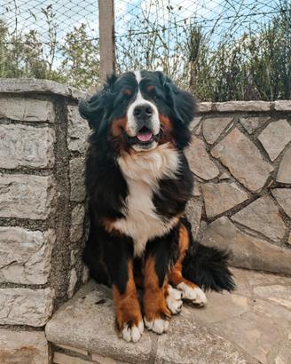 Bovaro del Bernese per Monta campioni in pedigree
