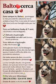 Balto