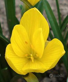 Sternbergia lutea (Zafferanastro giallo) bulbi