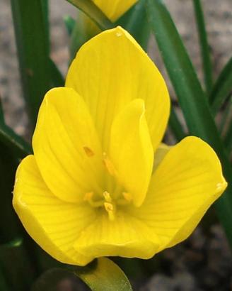 Sternbergia lutea (Zafferanastro giallo) bulbi