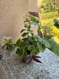 Composizione floreale