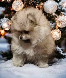 Cucciolo di spitz pomerania femmine