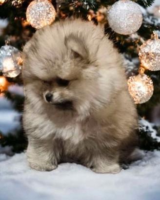 Cucciolo di spitz pomerania femmine