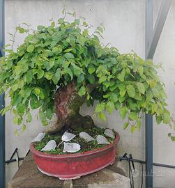 Bonsai di Carpino