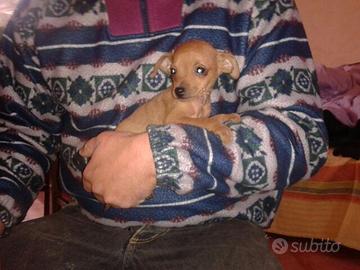 Cuccioli Pinscher Praga (veri toy)