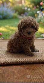 Cuccioli maschietti barboncino TOY red