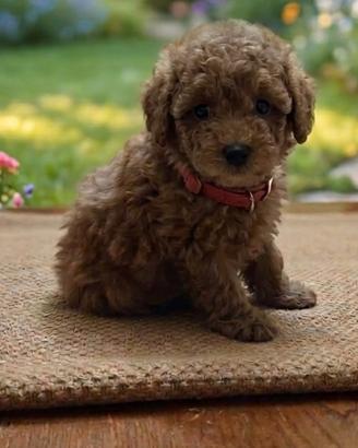 Cuccioli maschietti barboncino TOY red