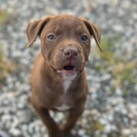 Pit Bull