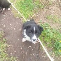Border collie