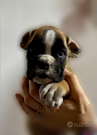 Cuccioli di Boxer