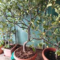 Piante di Limoni