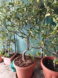Piante di Limoni