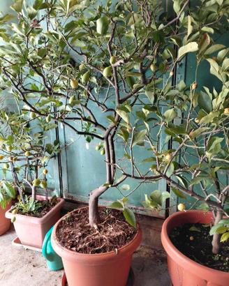 Piante di Limoni