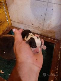 Cuccioli Beagle tricolore