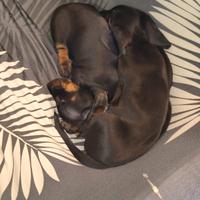 Cuccioli di bassotto tedesco con pedigree ENCI