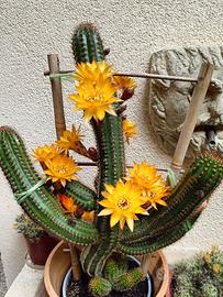 Cactus giovane radicato
