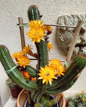 Cactus giovane radicato