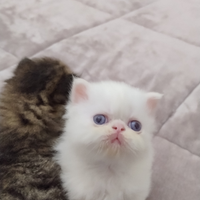 Disponibile ultimo gatto persiano