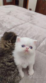 Disponibile ultimo gatto persiano