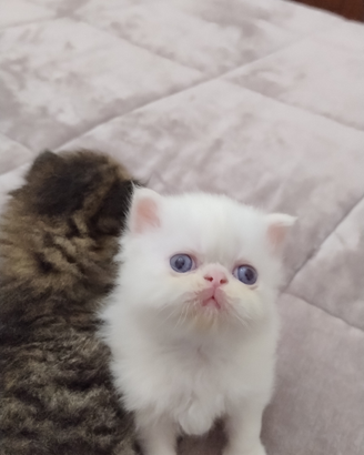 Disponibile ultimo gatto persiano