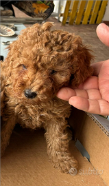 Barboncino Toy maschio