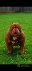 American bully