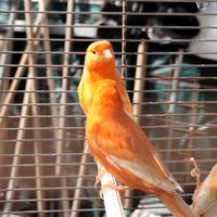 Canarini maschi rossi alla bianca