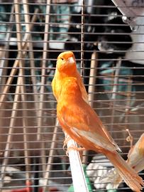 Canarini maschi rossi alla bianca