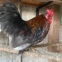 Galli razza cocincina