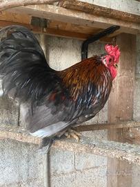 Galli razza cocincina