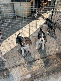 Beagle caccia
