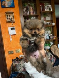Cuccioli maschio e femmina volpino Pomerania