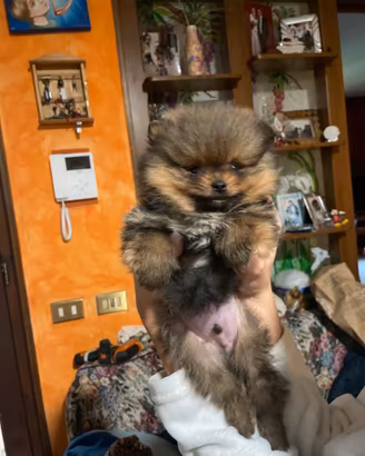 Cuccioli maschio e femmina volpino Pomerania