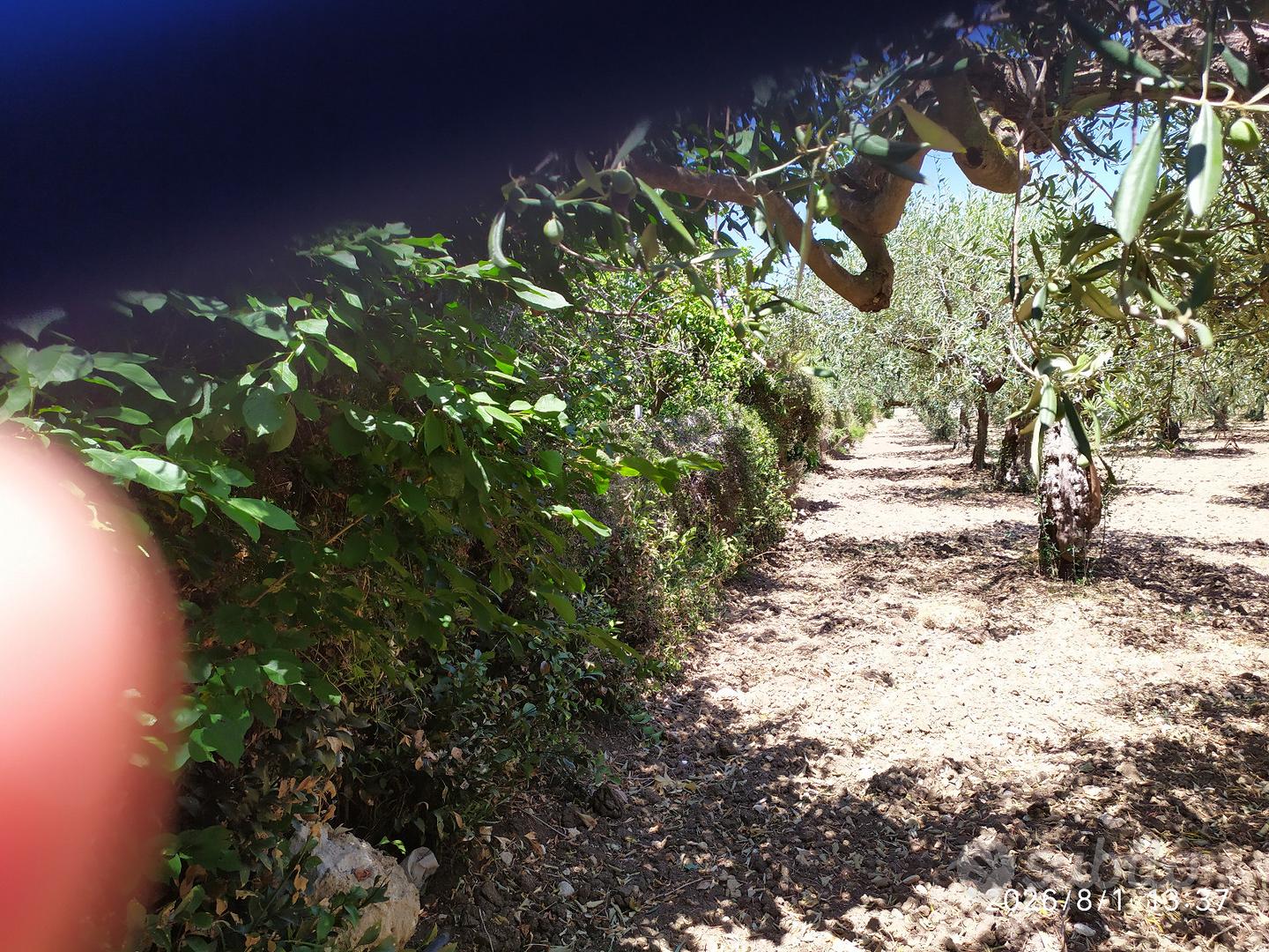Terreno agricolo - Vista 4