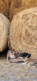 Cuccioli meticcio