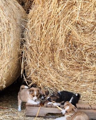 Cuccioli meticcio