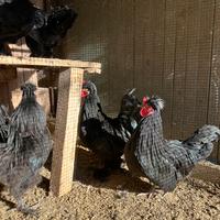 Polli ornamentali nani